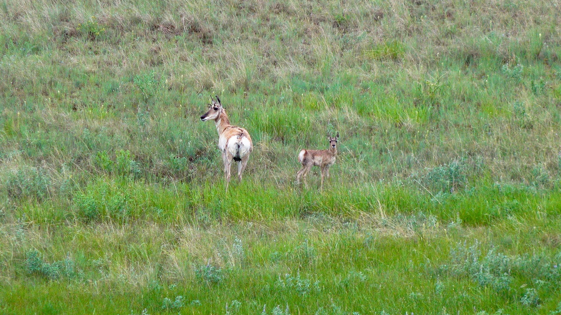 antelope hunting property montana north bridger hunting retreat