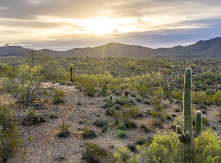 Desert landscape at sunset with tall saguaro cacti, scrubby vegetation, and distant mountains under a golden sky at dusk.