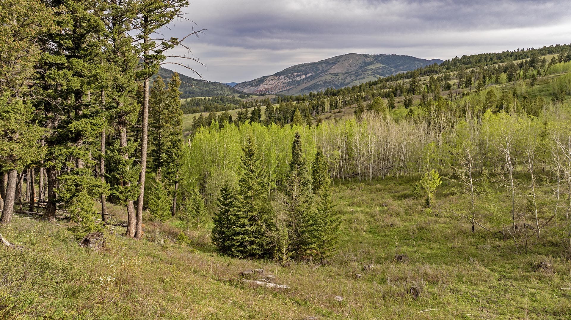 aspen forest land montana east bridger preserve