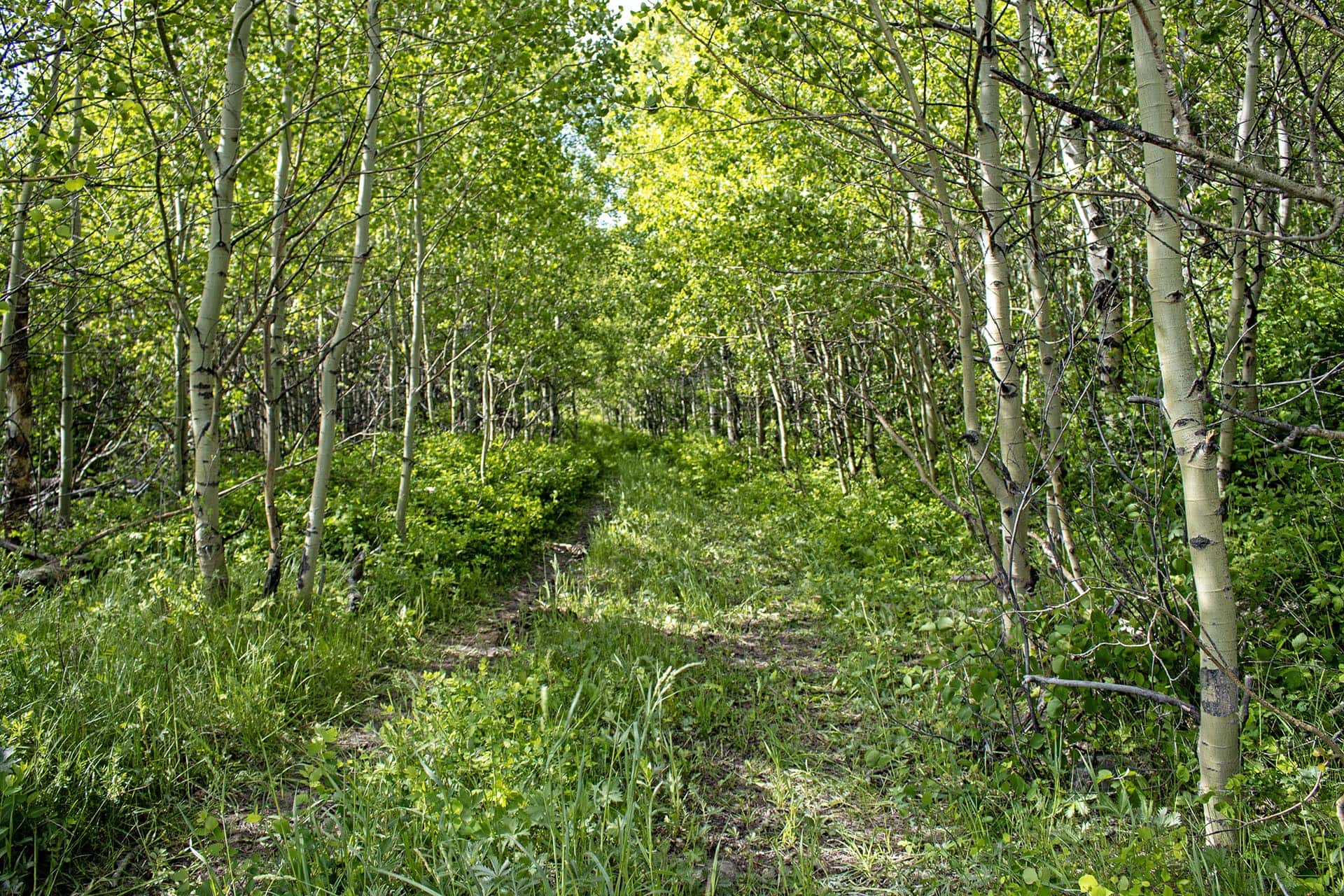 aspen forest recreational property for sale montana two medicine legacy ranch
