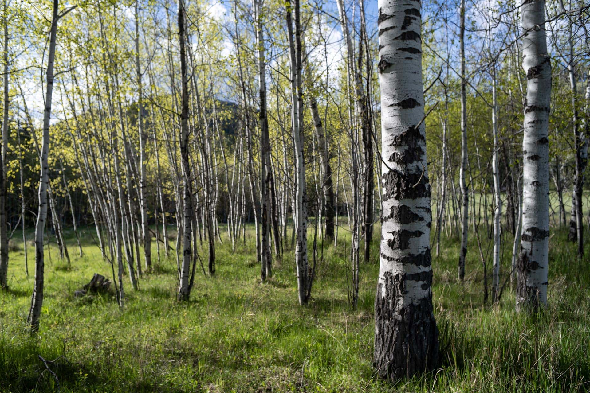 aspen grove montana riley creek basin