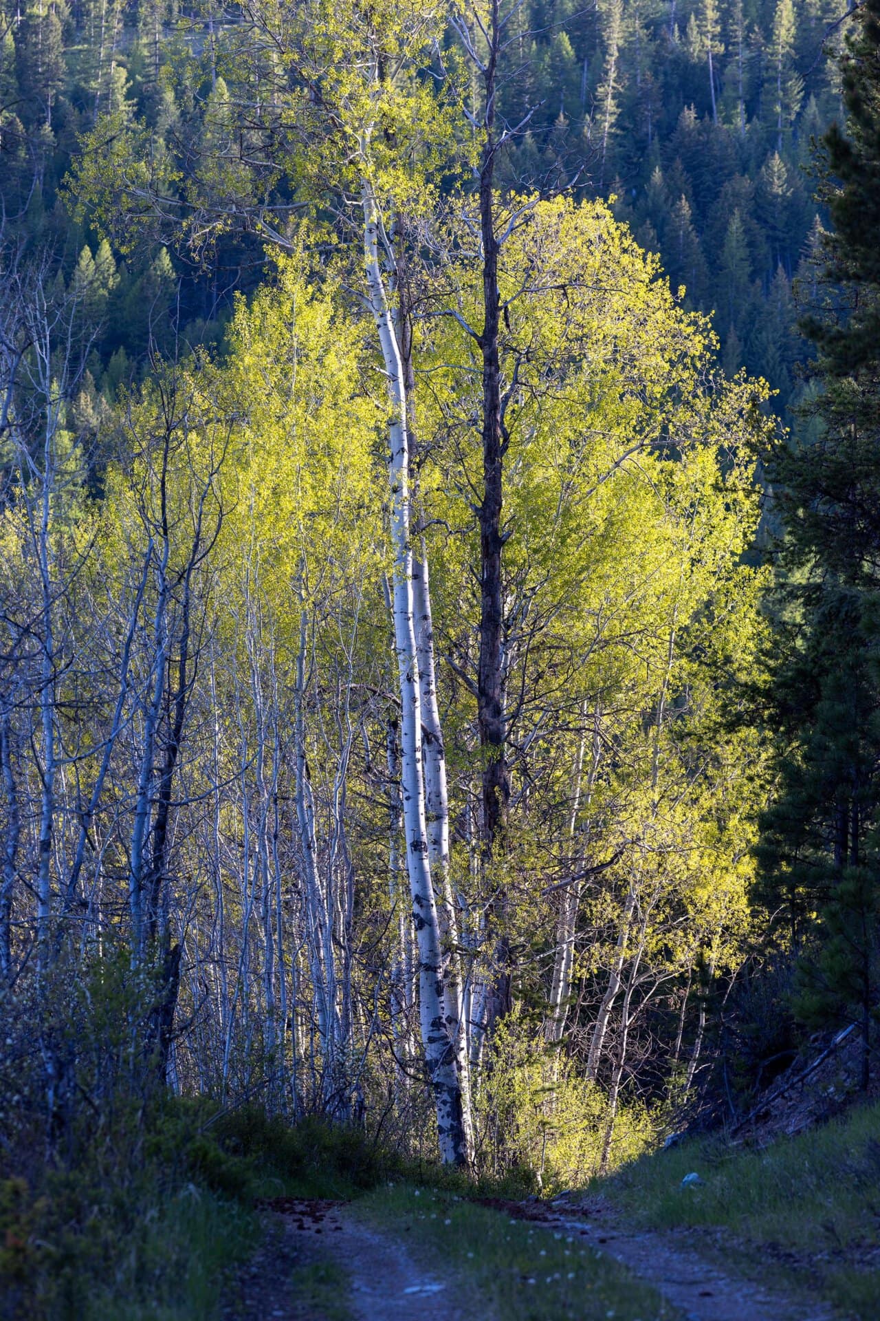 Sunlit aspen trees with white trunks along a dirt trail in a dense forest