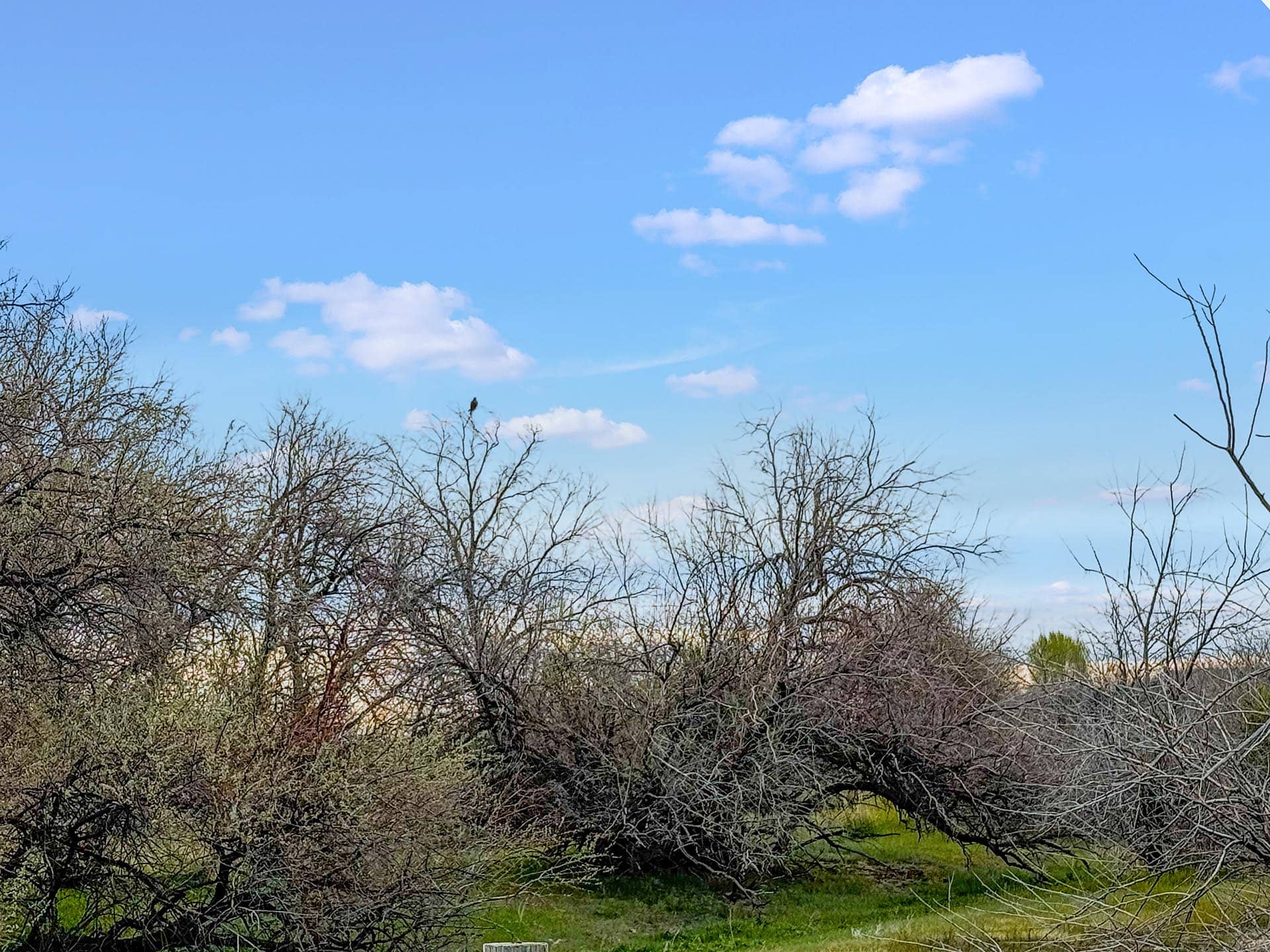 bird on branch wildlife land idaho oxbow crescent