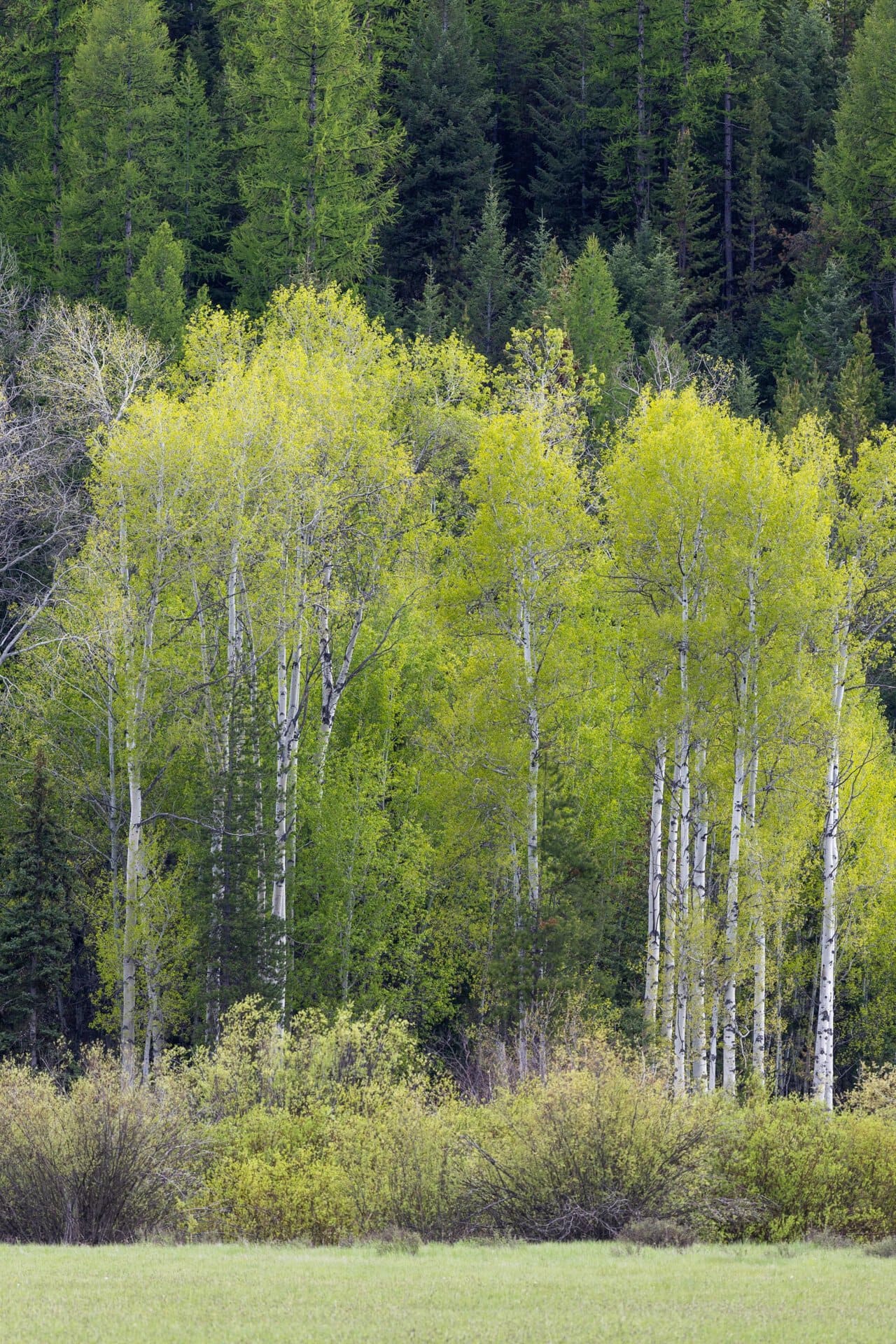 Aspen trees with bright green leaves in front of a dark evergreen forest, over a grassy clearing at the base.