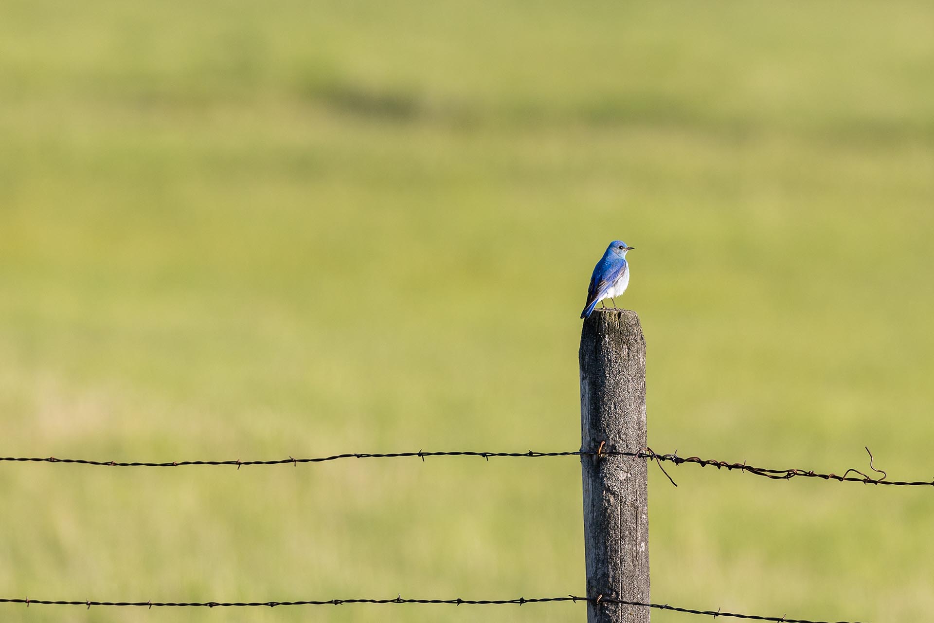 blue bird montana riley creek basin