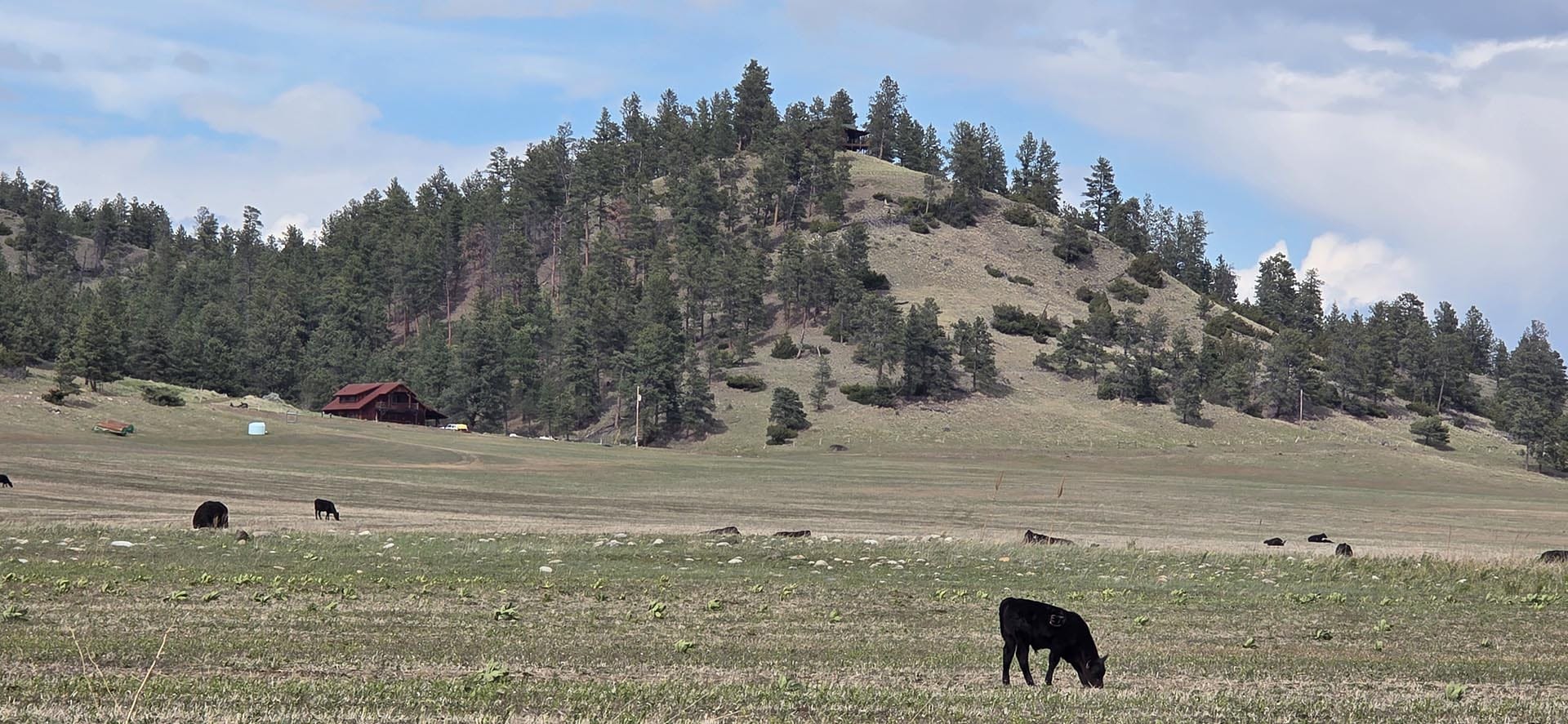 cattle grazing land for sale montana springtime ranch on the yellowstone river