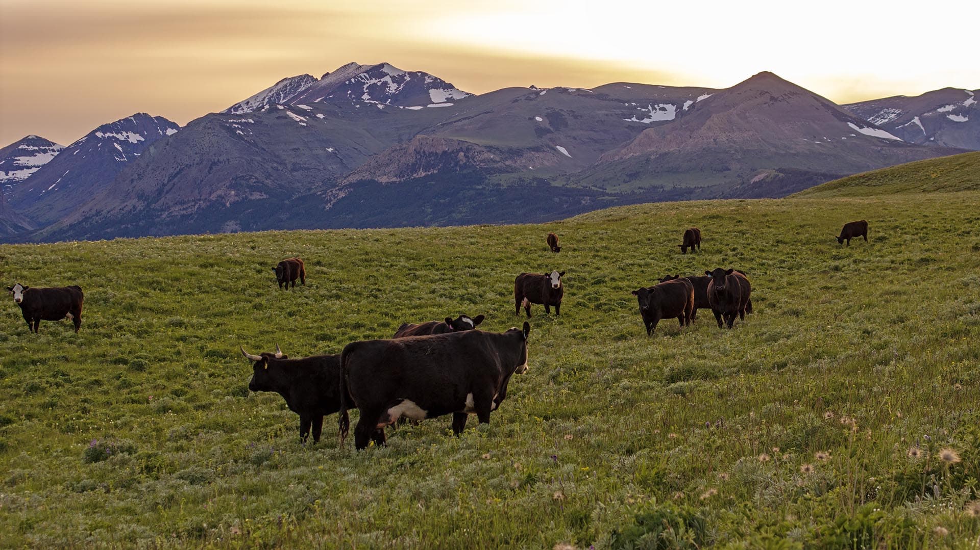 cattle grazing land for sale montana two medicine legacy ranch