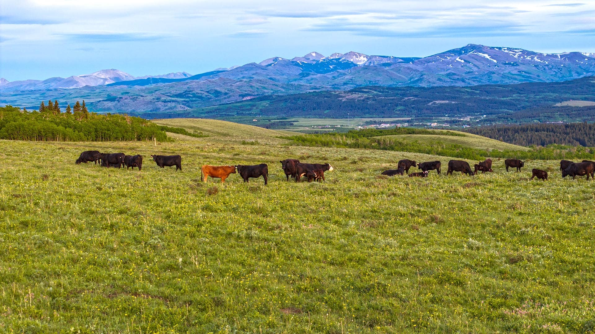 cattle grazing land for sale view montana two medicine legacy ranch