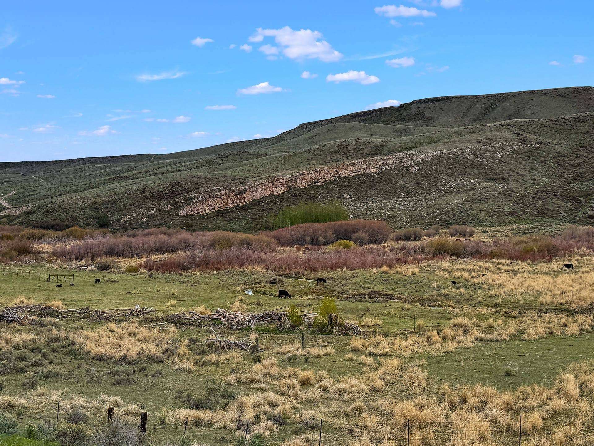 cattle grazing land id medicine lodge creek view 23 id medicine lodge creek