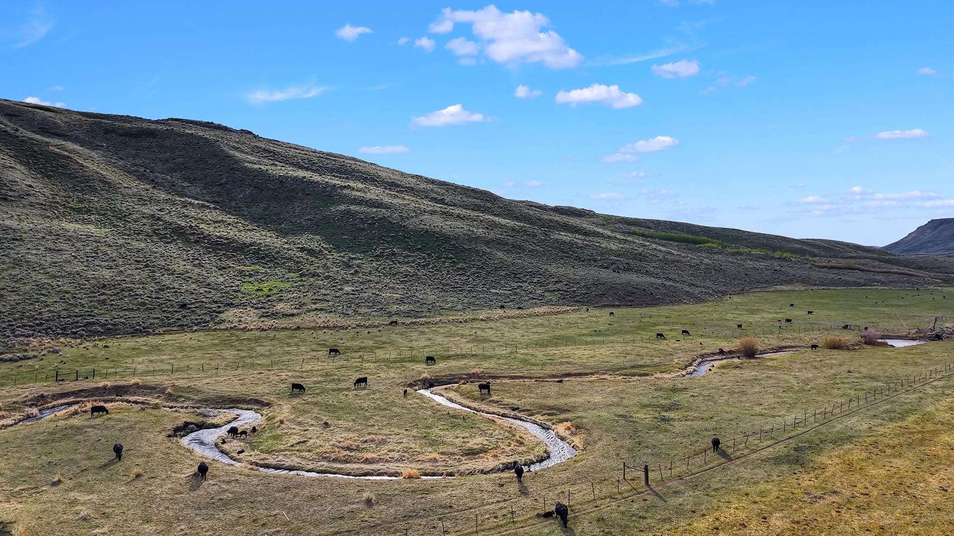 cattle grazing land id medicine lodge creek
