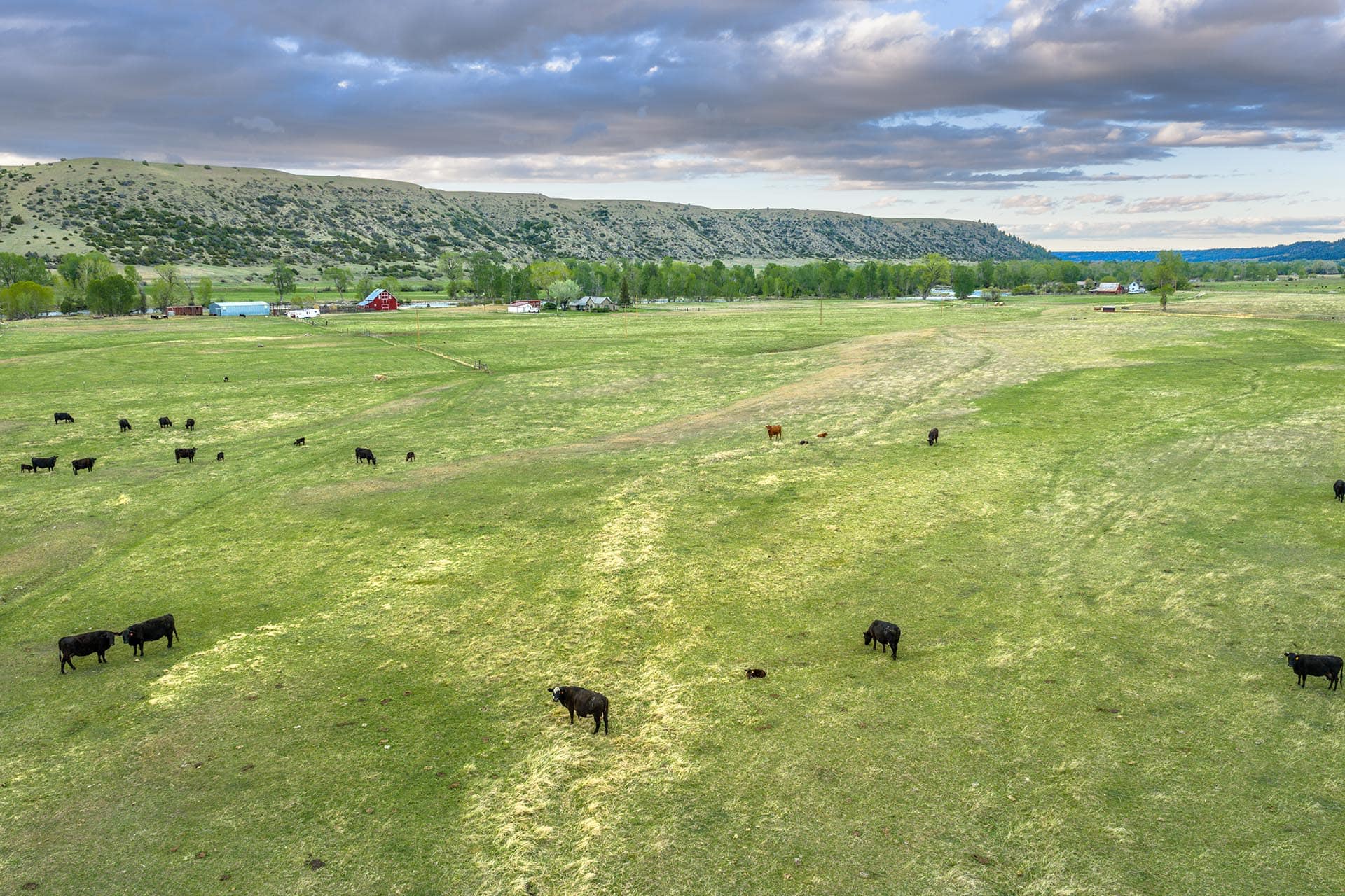 cattle grazing land montana stillwater riffle ranch