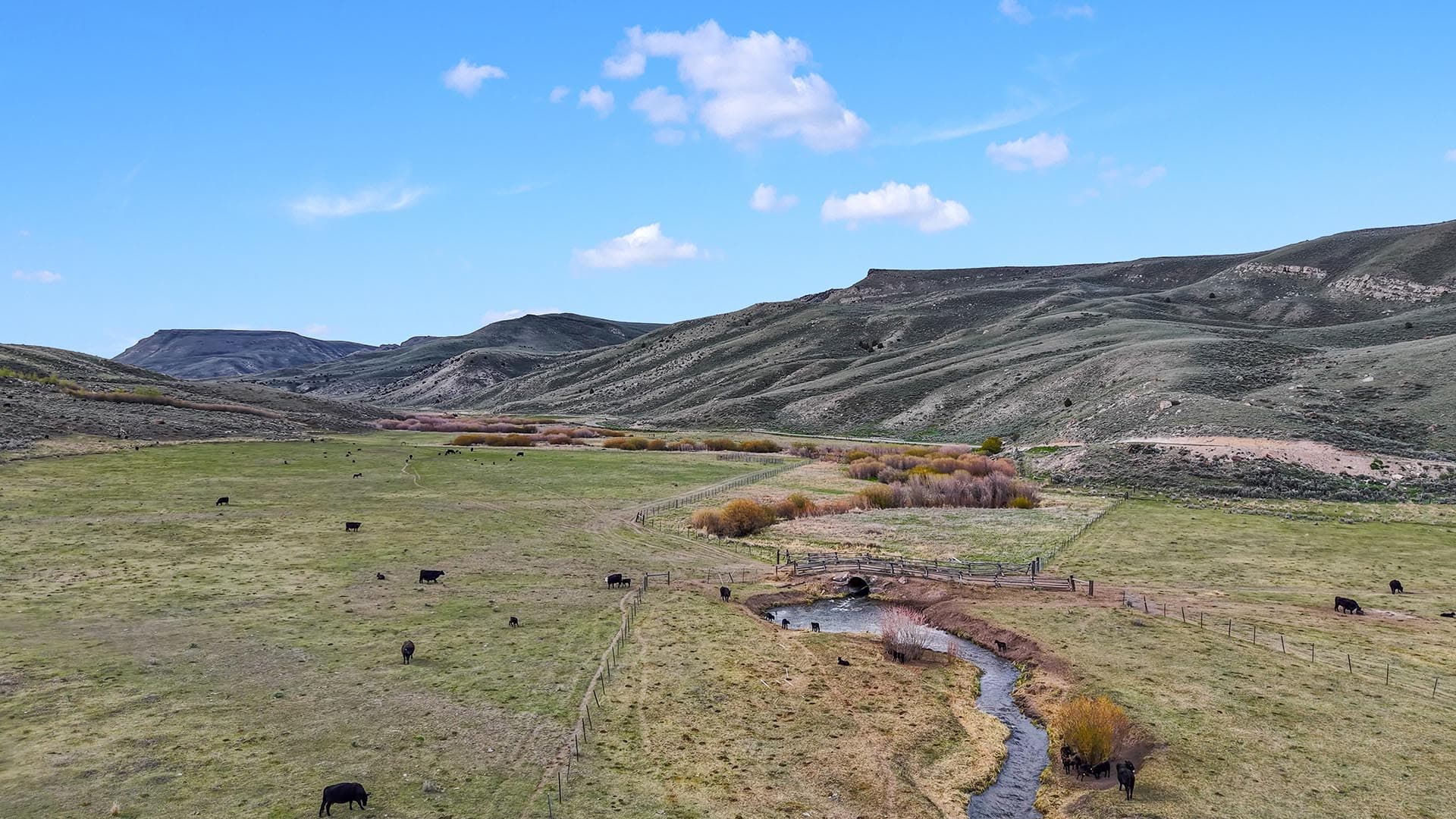 cattle grazing land with creek id medicine lodge creek