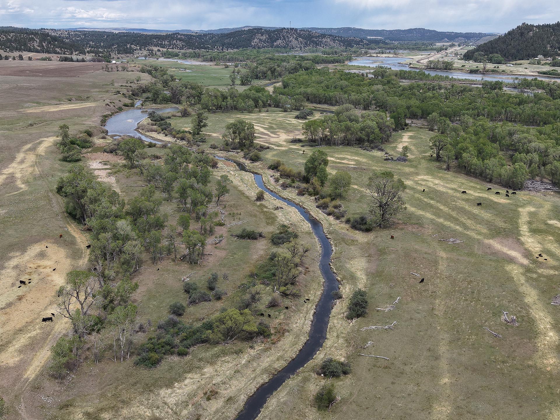 cattle grazing land with creek montana springtime ranch on the yellowstone river
