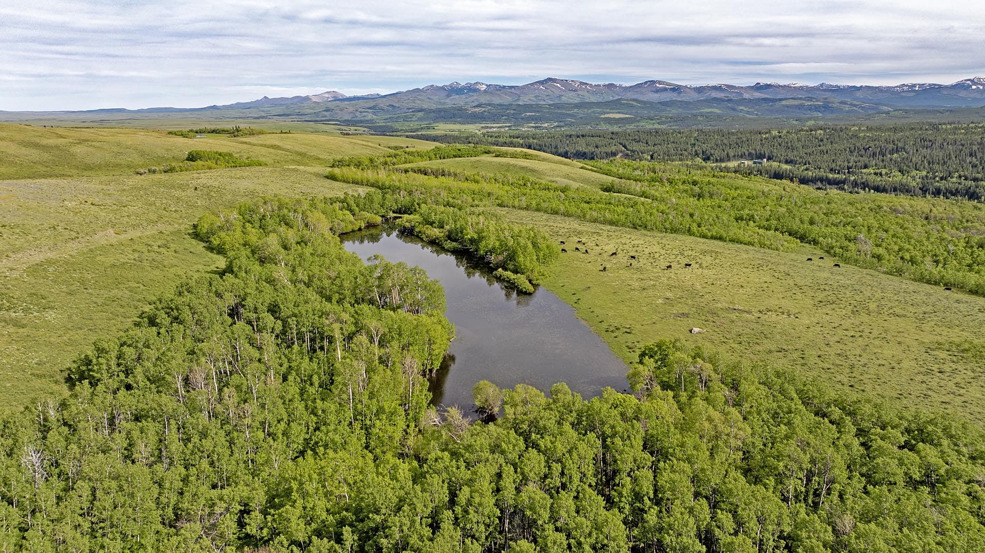 cattle grazing land with pond montana two medicine legacy ranch