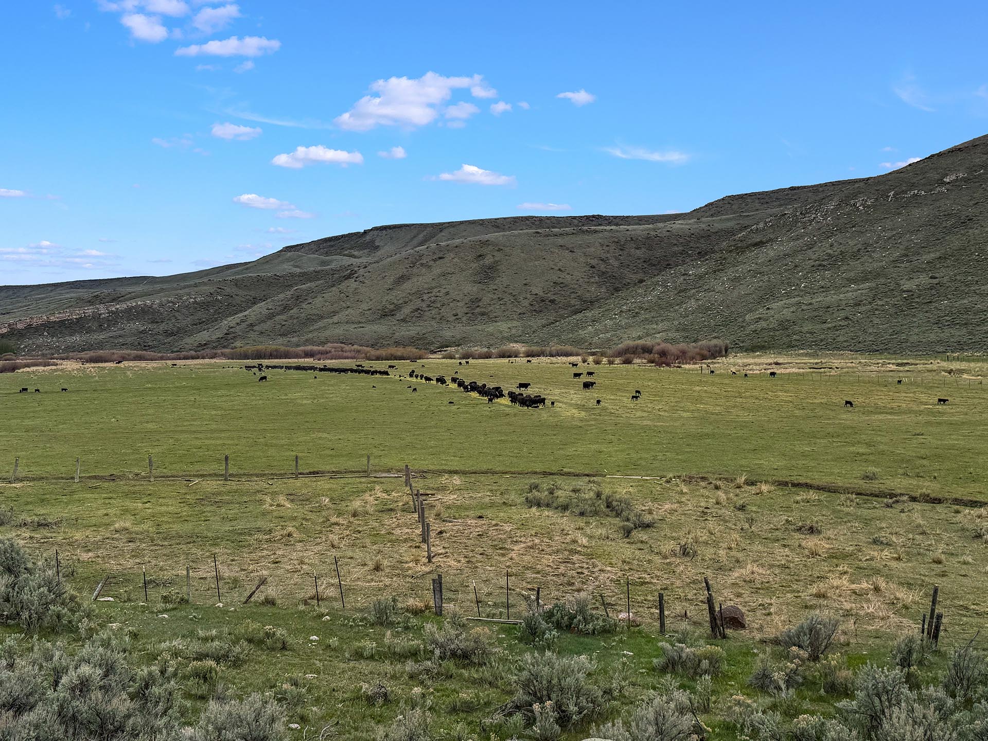 cattle grazing pasture land for sale id medicine lodge creek