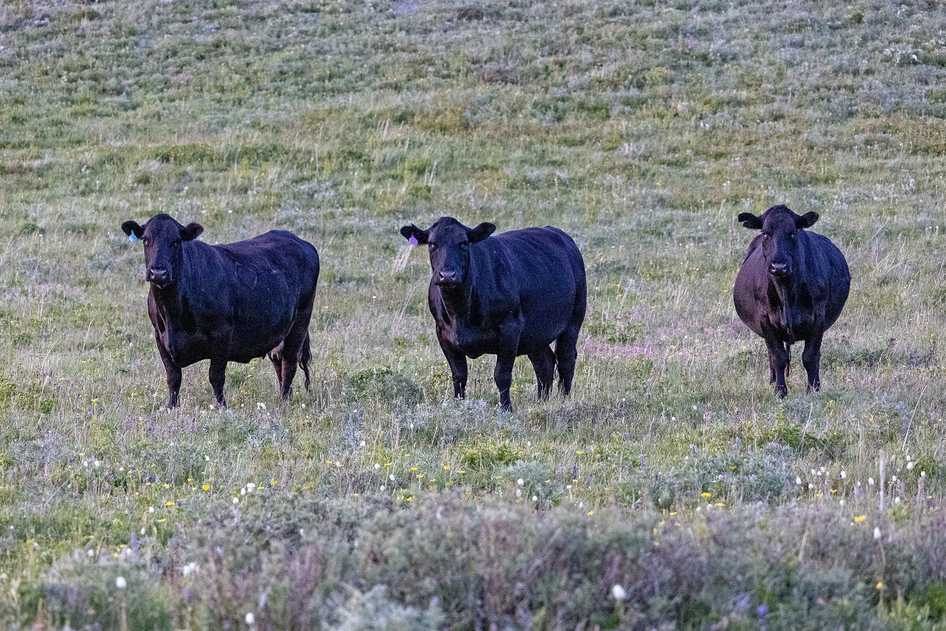 cattle grazing pasture land for sale montana two medicine legacy ranch