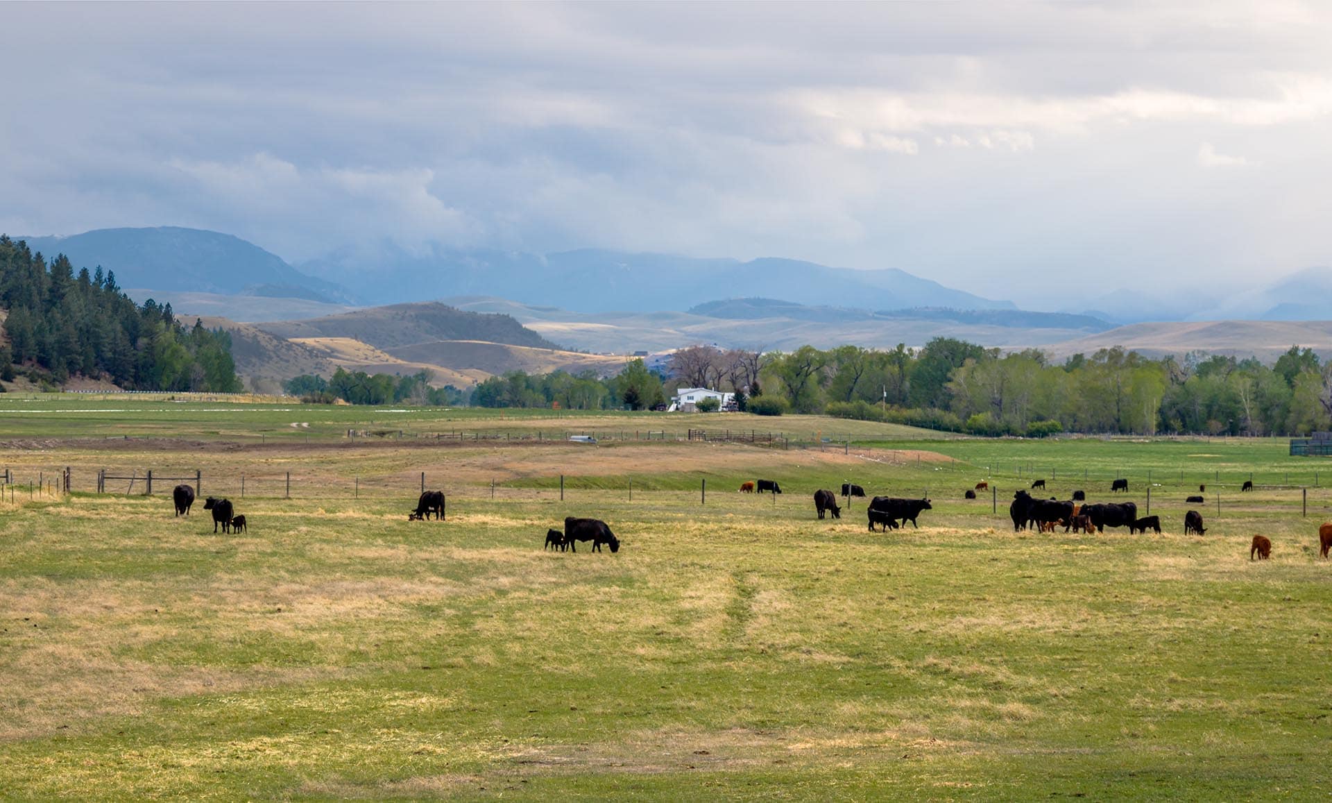 cattle grazing pasture land montana stillwater riffle ranch