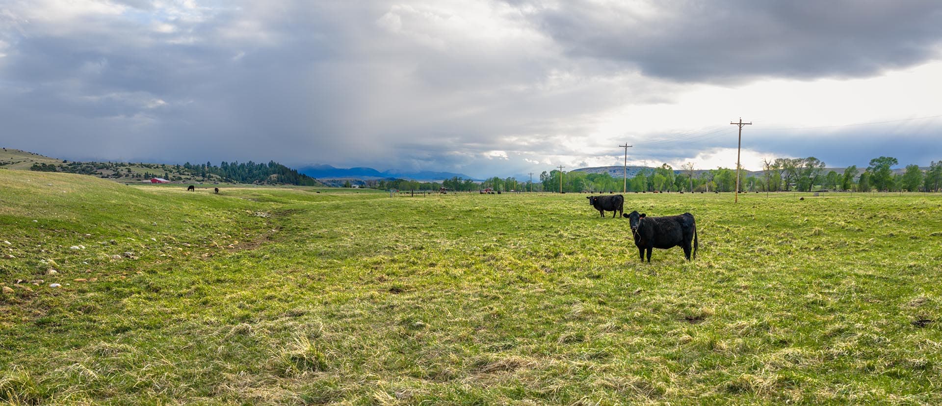 cattle grazing pasture land montana stillwater ranch