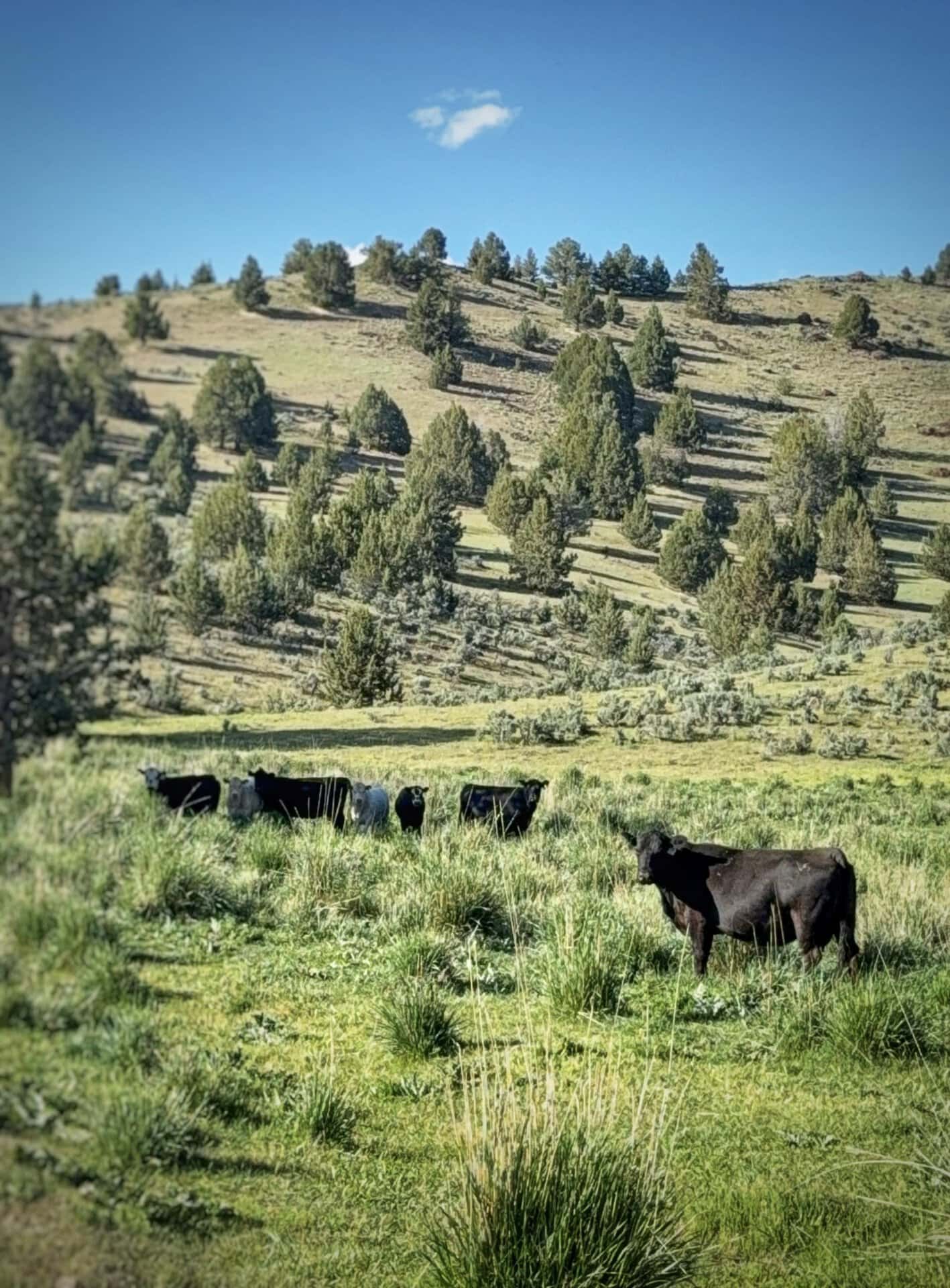 cattle grazing pasture land oregon ironside castle rock ranch