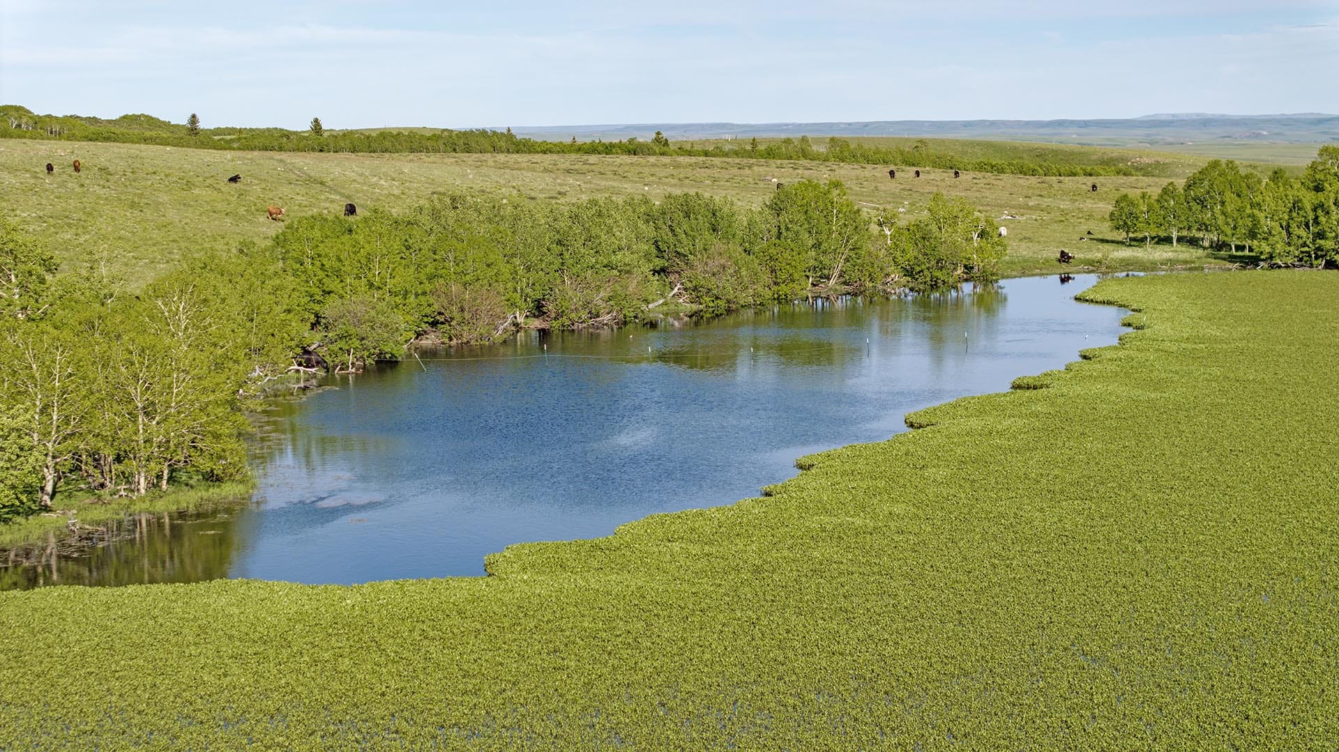 cattle pasture pond land montana two medicine legacy ranch