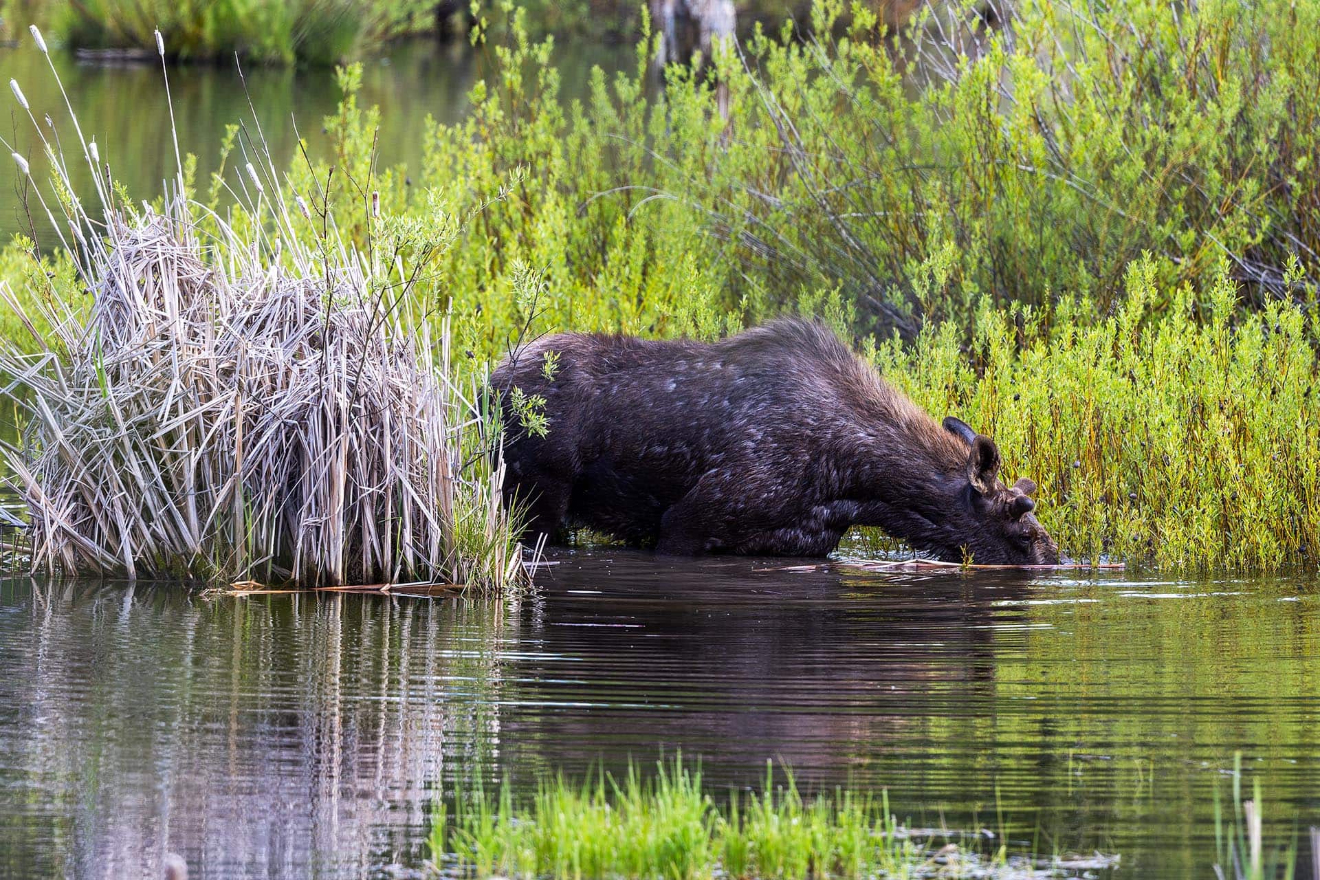 Brown bear wading in shallow water beside tall marsh vegetation. Reeds and green plants surround the bear as it moves through the water.