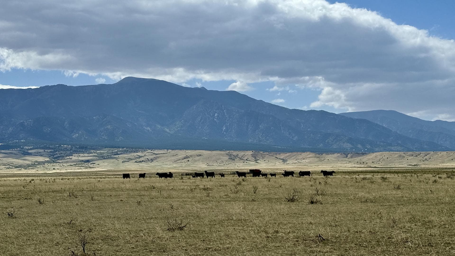 Cattle grazing on a dry plain with a blue mountain range and cloudy sky in the distance.