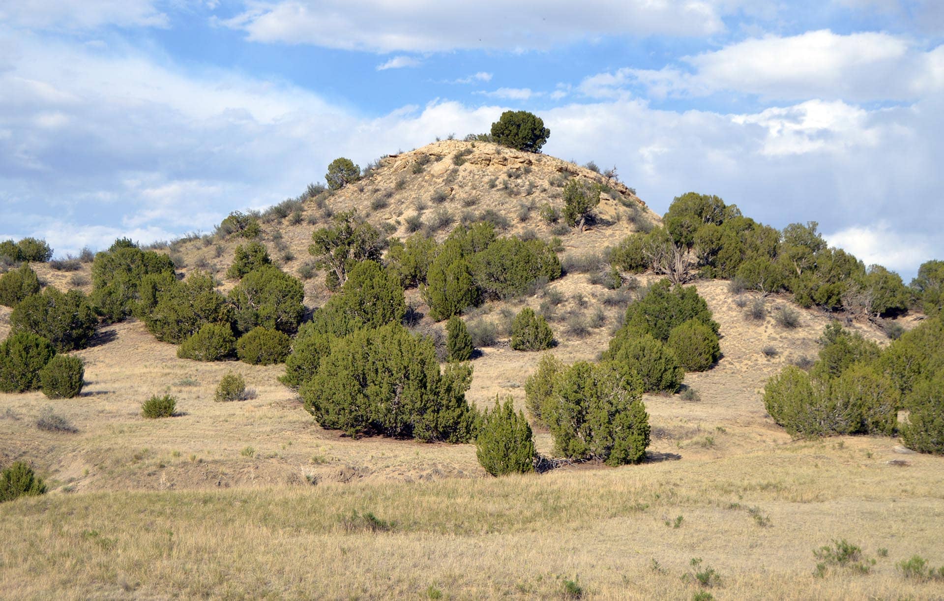 A dry, grassy hill with scattered evergreen trees under a partly cloudy blue sky