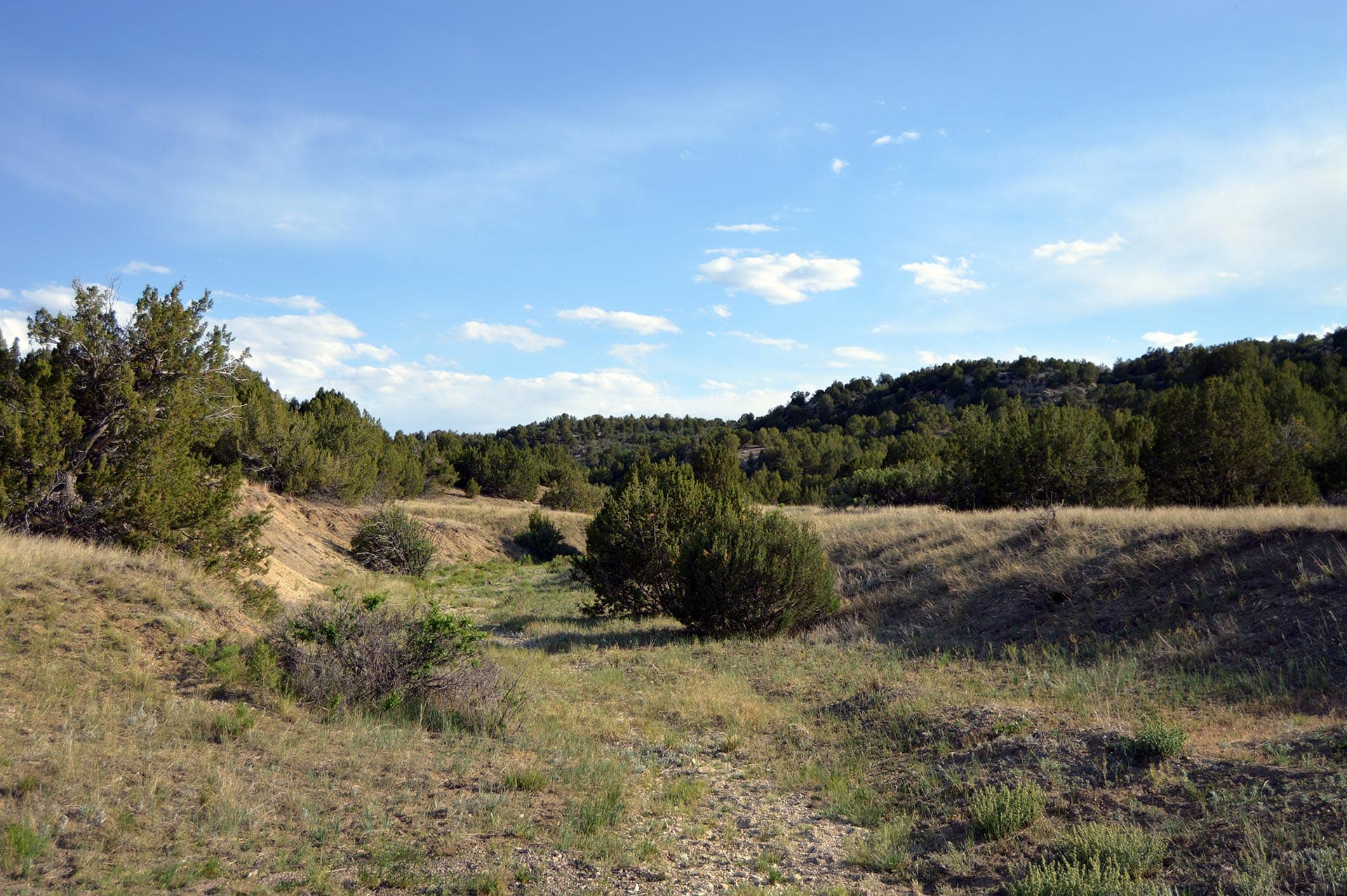 Open grassland with scattered shrubs and pine trees under a clear blue sky, rolling hills in the distance.