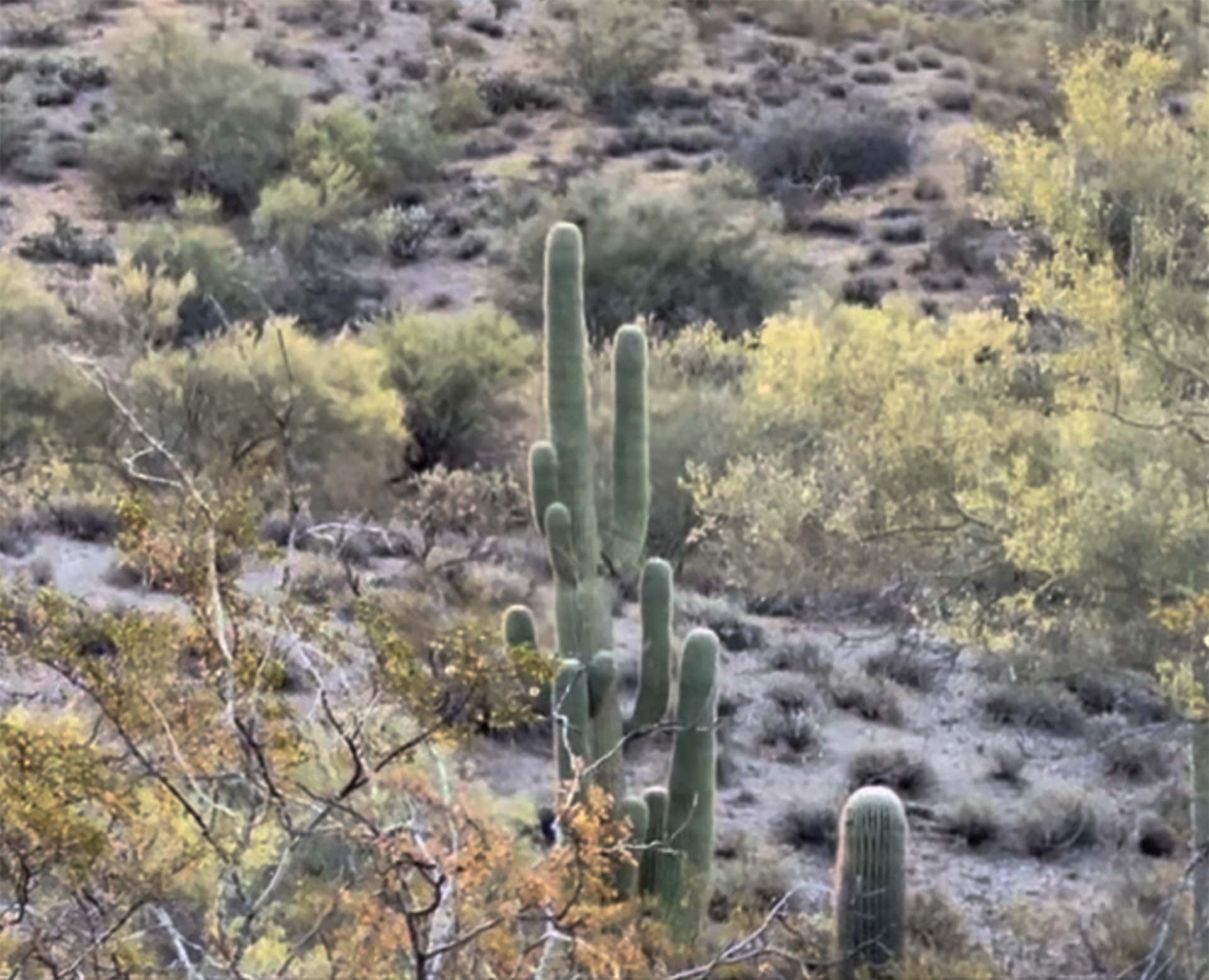 Desert landscape with tall saguaro cacti among scrubby bushes and yellow wildflowers in the foreground.
