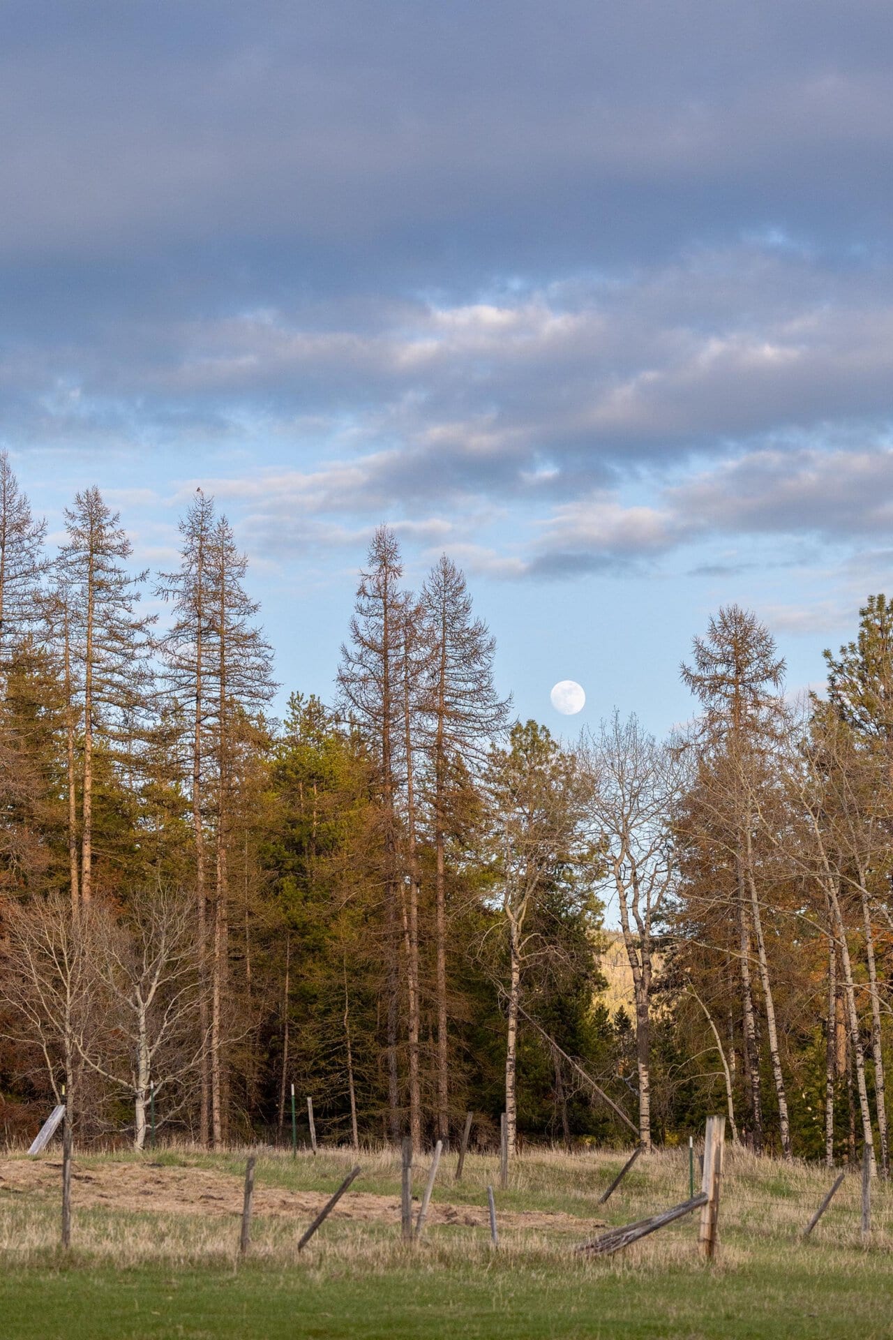 Moon rising above a line of bare trees with a wooden fence in the foreground under a blue, partly cloudy sky