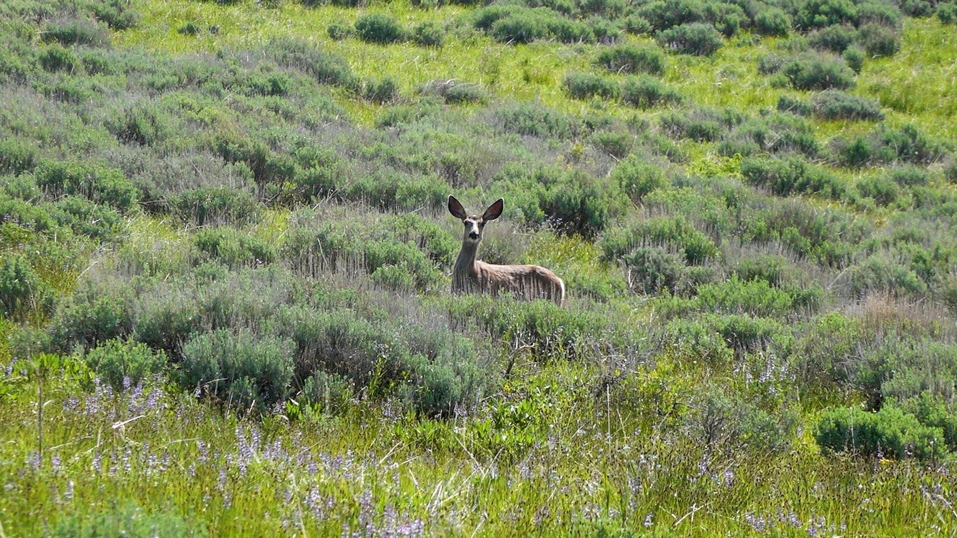 deer hunting land for sale montana north bridger hunting retreat