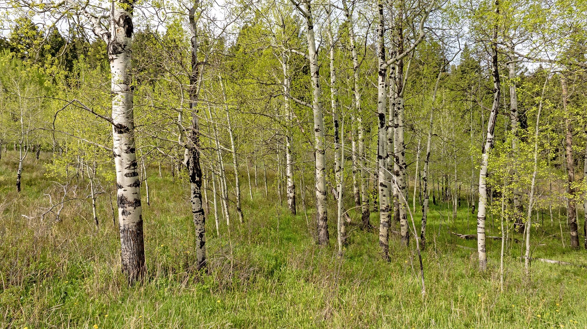 dense aspen trees land for sale montana east bridger preserve