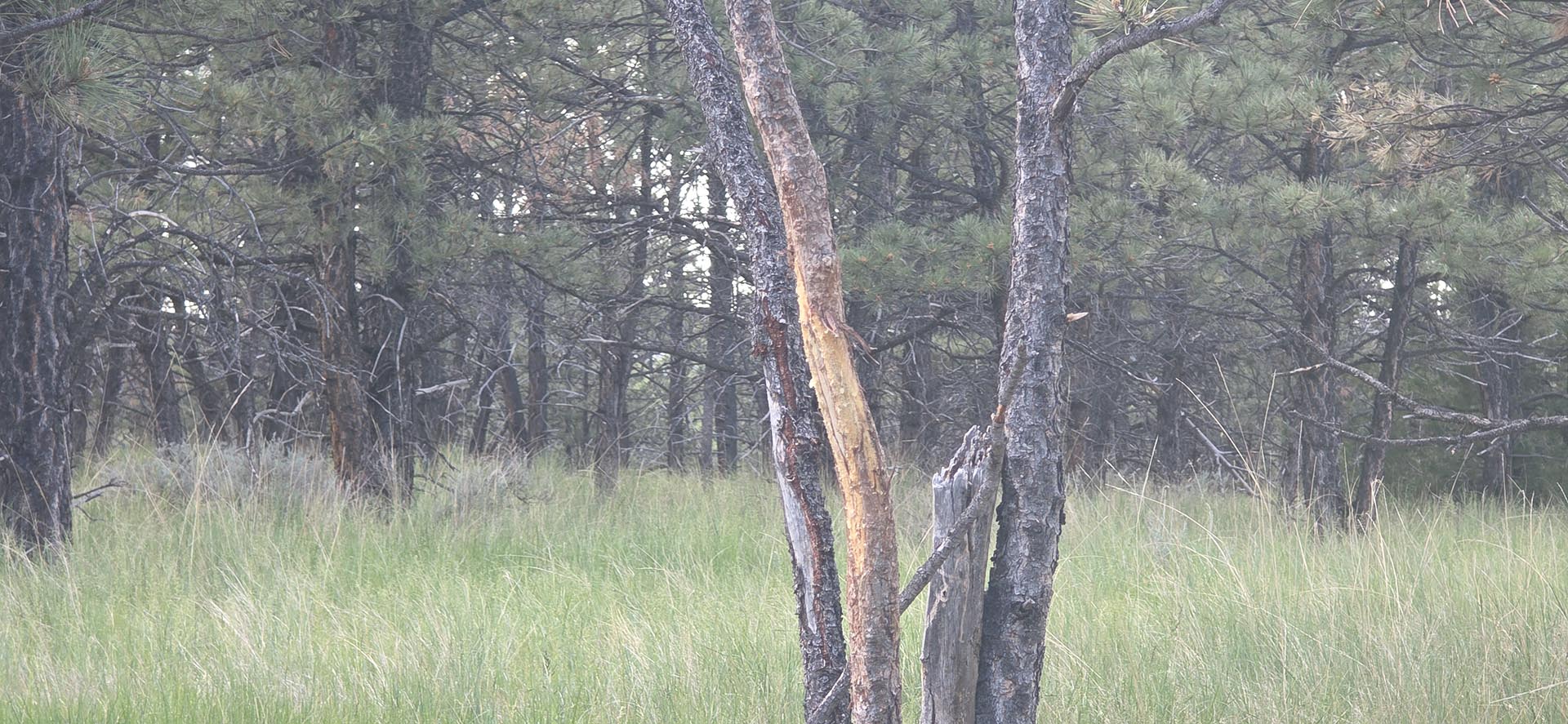 dense pine forest land montana springtime ranch on the yellowstone river