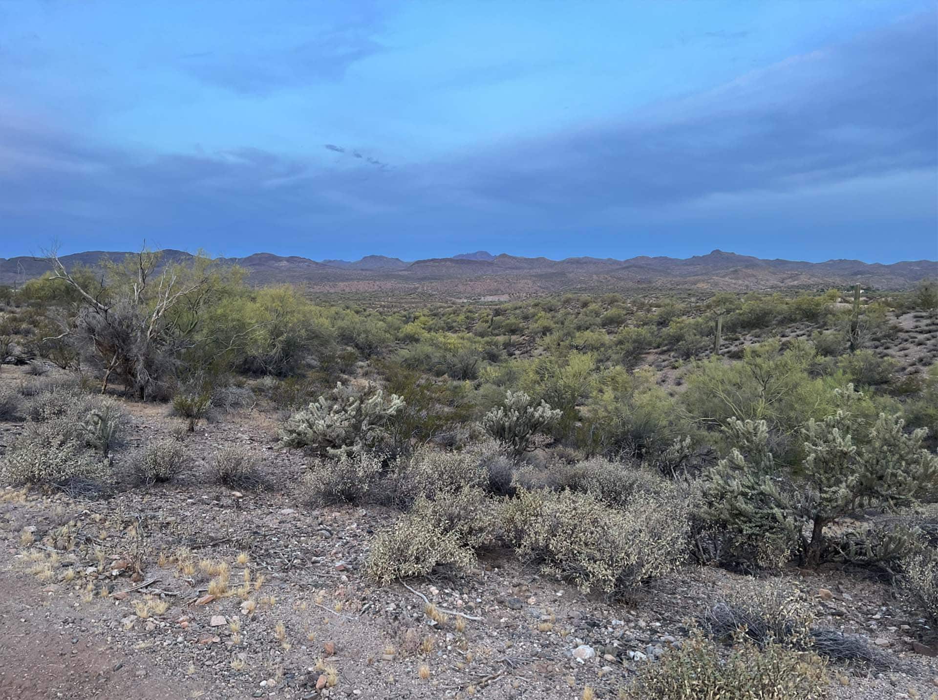 desert cactus arizona rogers wash gold mine