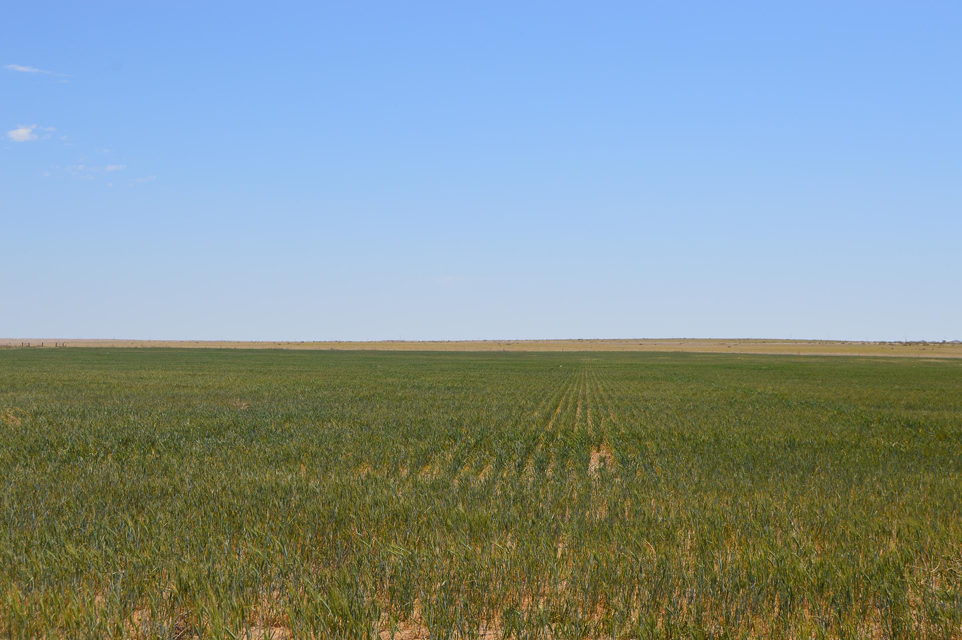 Wide, flat farmland under a clear blue sky with green crops stretching to the horizon.