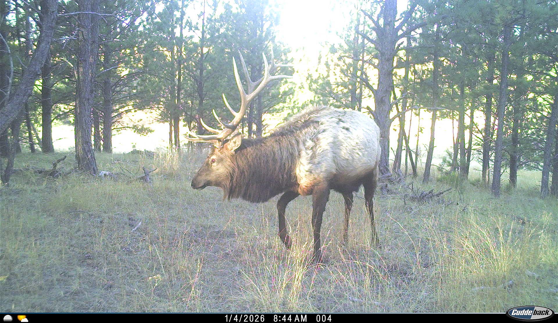 Moose with large antlers standing in a sunlit pine forest clearing, facing left.