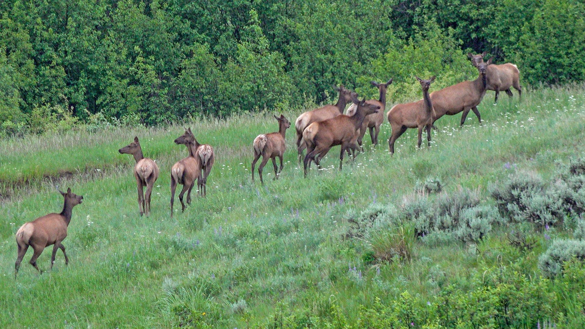 elk hunting land montana north bridger hunting retreat