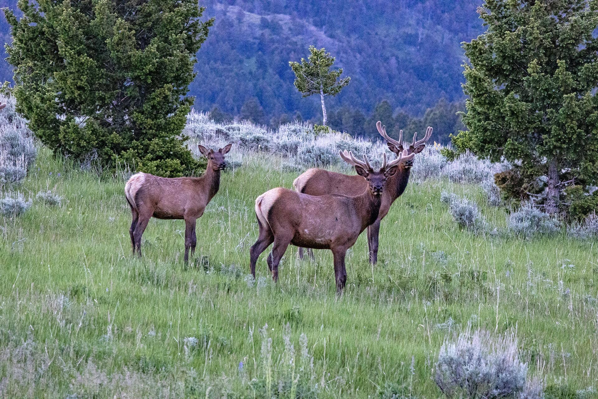 elk hunting property for sale montana north bridger hunting retreat