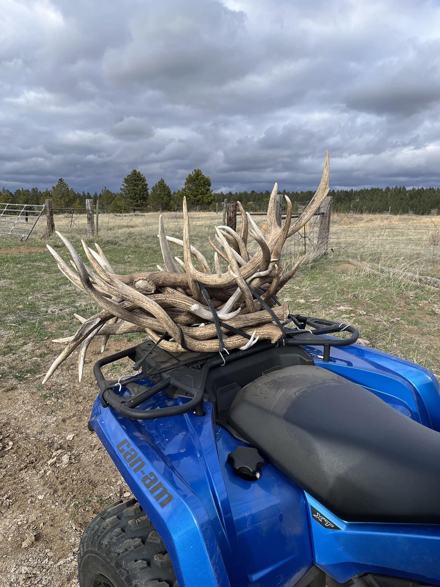 Blue Can-Am ATV with a large pile of antlers strapped to the seat in a rural field under cloudy skies.