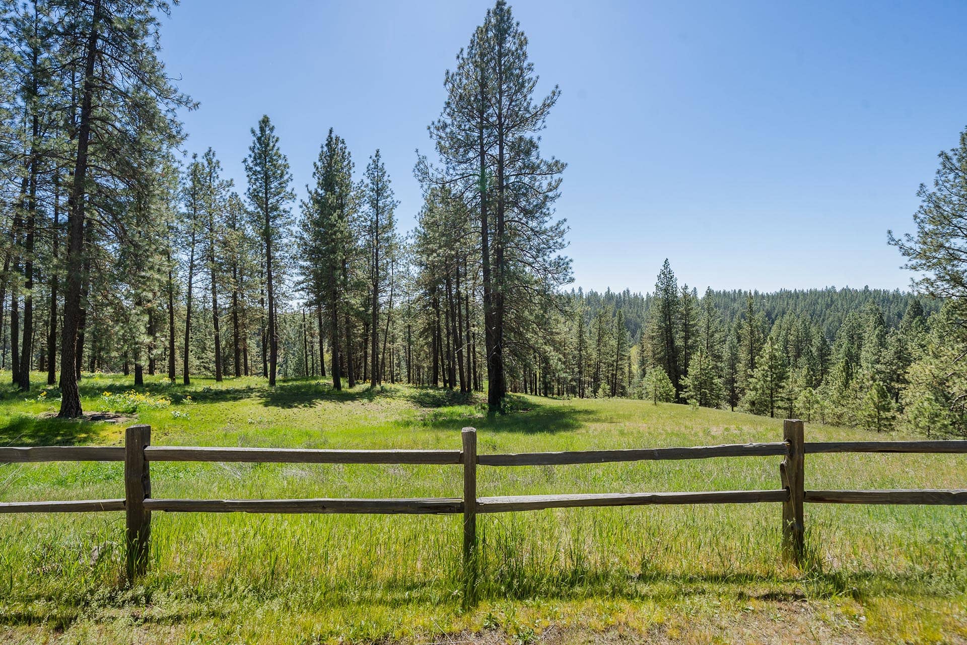Wooden fence in a grassy meadow with a pine forest and clear blue sky beyond.