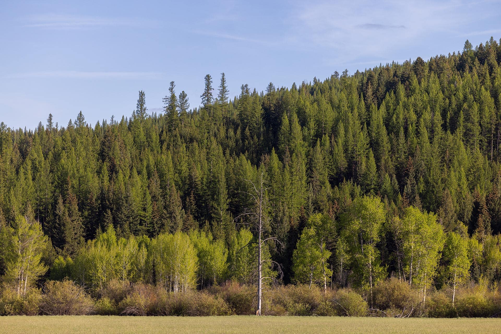 forest and meadows montana riley creek basin