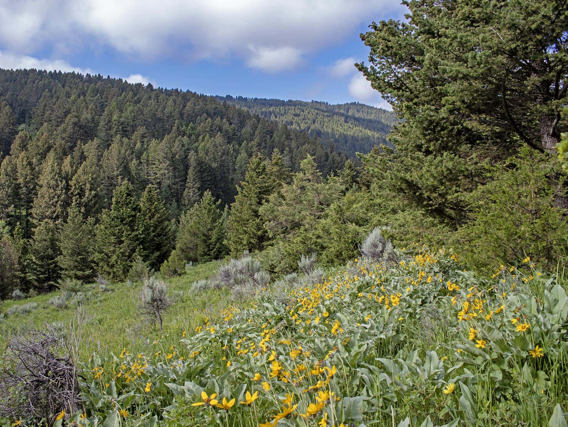 forest land with wildflowers for sale montana north bridger hunting retreat