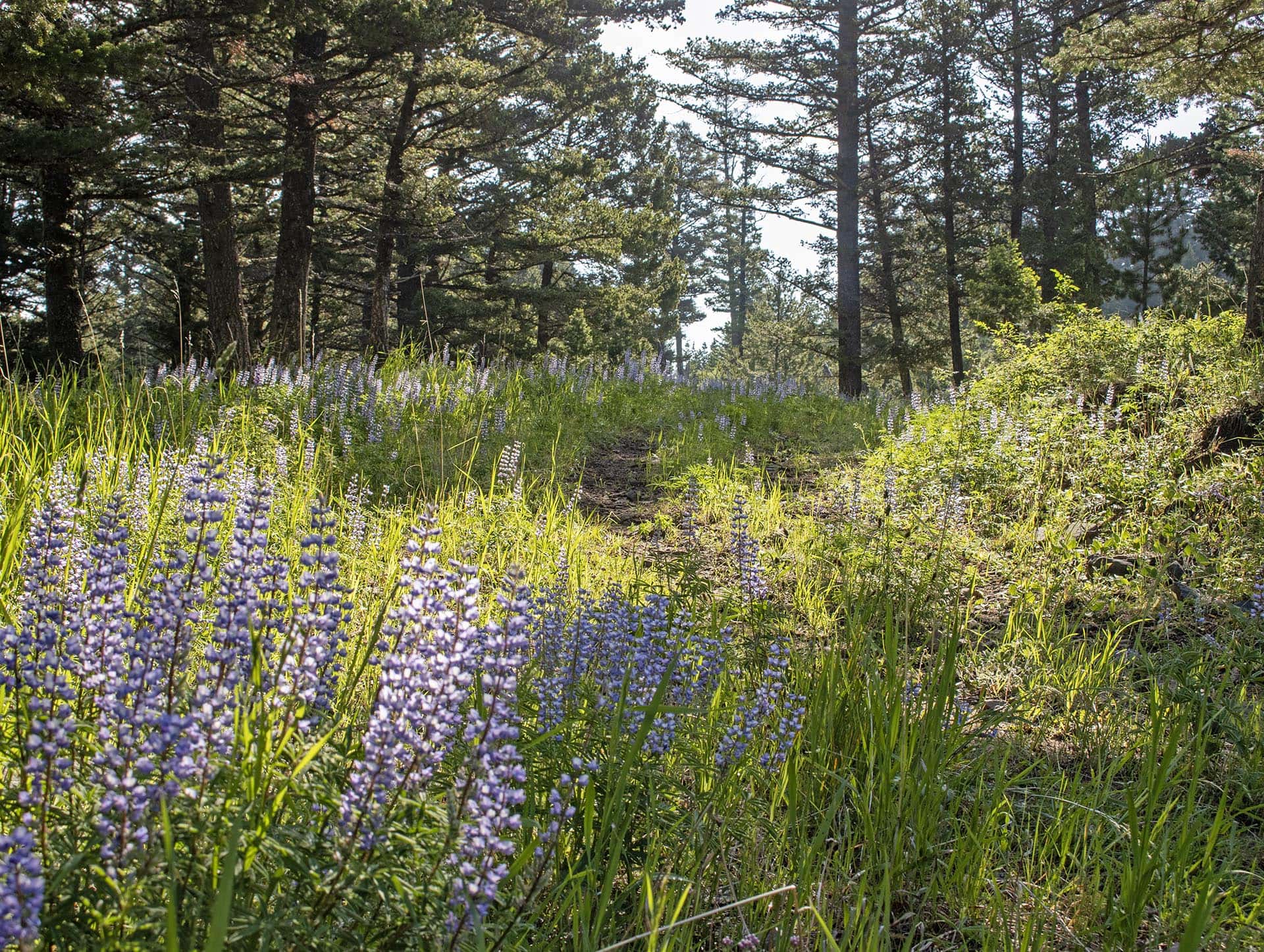 forest property with wildflowers for sale montana north bridger hunting retreat