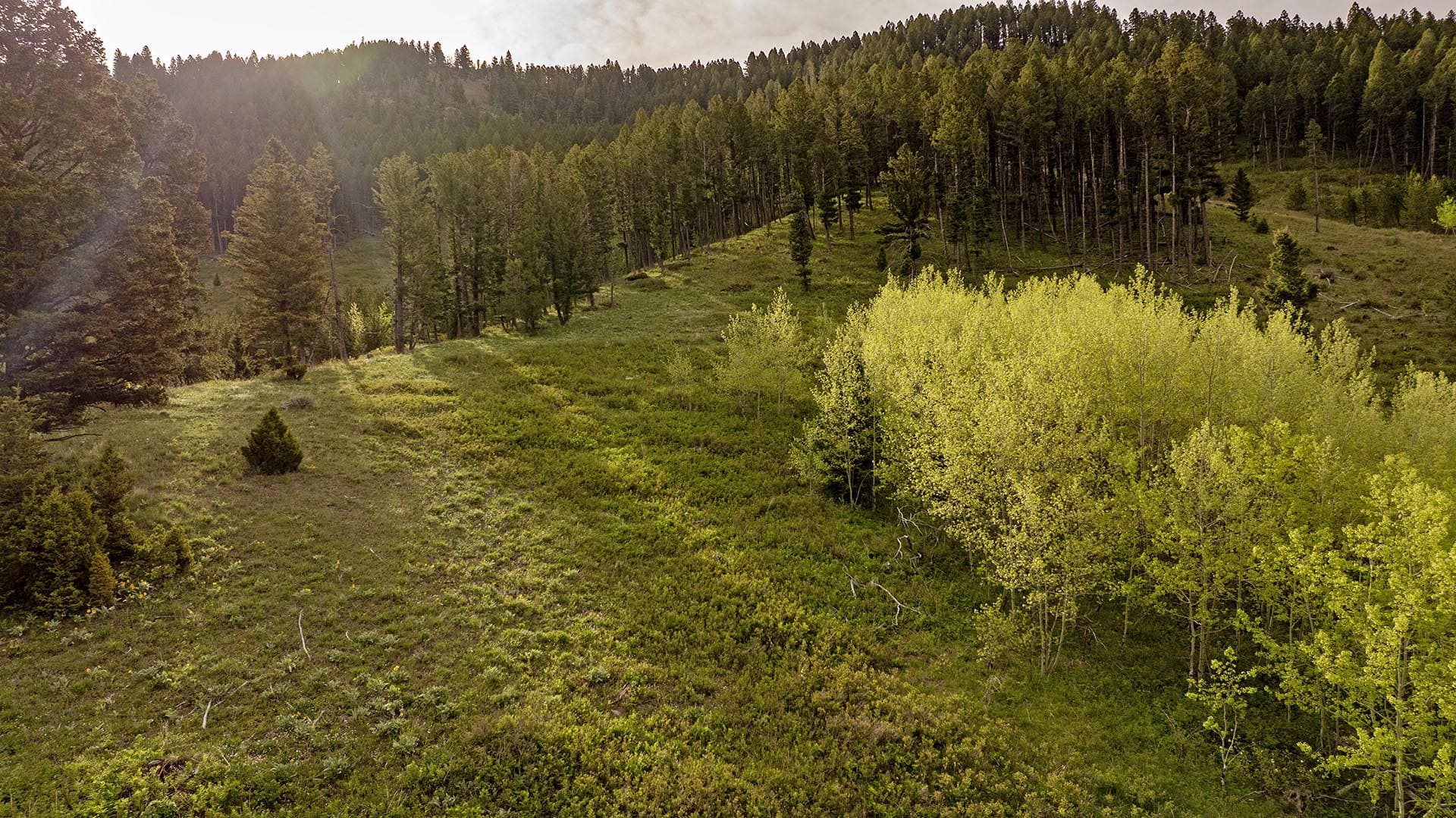forested hillside land montana east bridger preserve