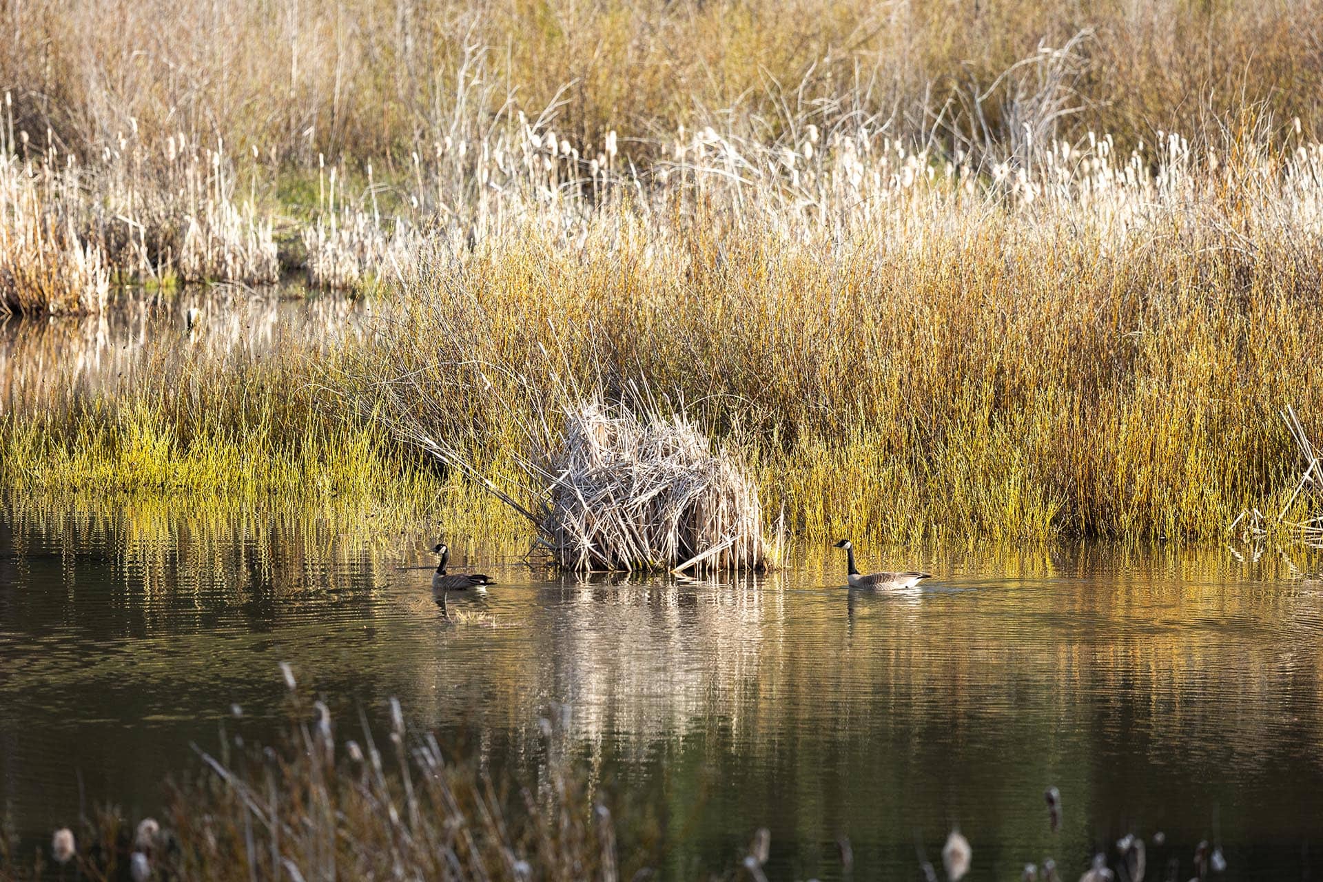 Two ducks swim on a calm wetlands pond, bordered by tall golden reeds and cattails with reflections on the water.