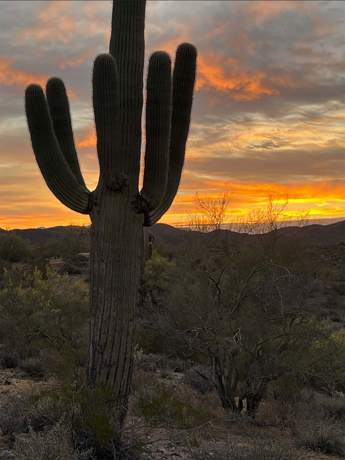 Silhouetted saguaro cactus with multiple arms against a sunset desert sky.