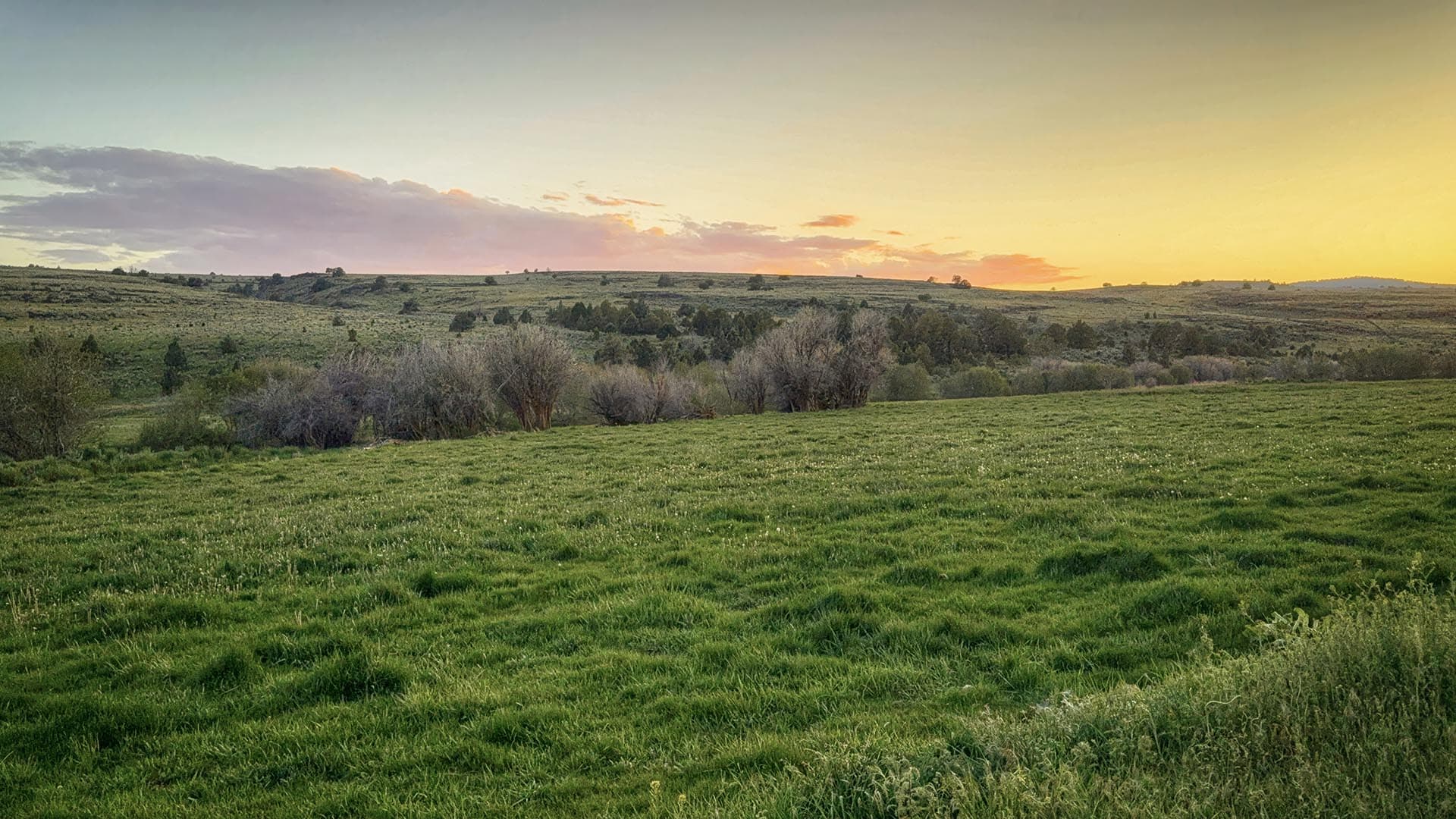 Sunset over a green field with rolling hills and scattered trees along the horizon, and bare shrubs in the foreground.
