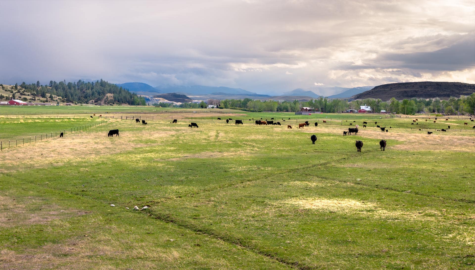 green pasture with cattle and distant mountains land for sale montana stillwater riffle ranch