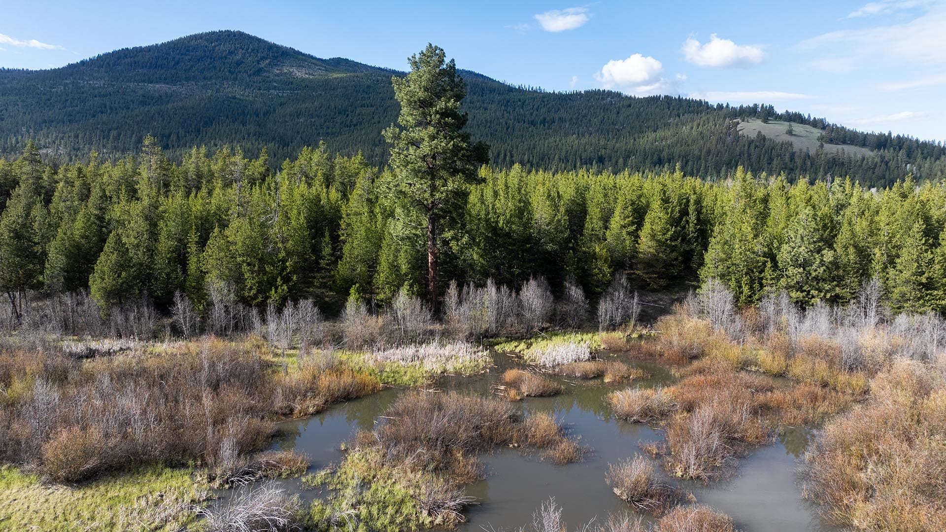 baskill mountain montana riley creek basin