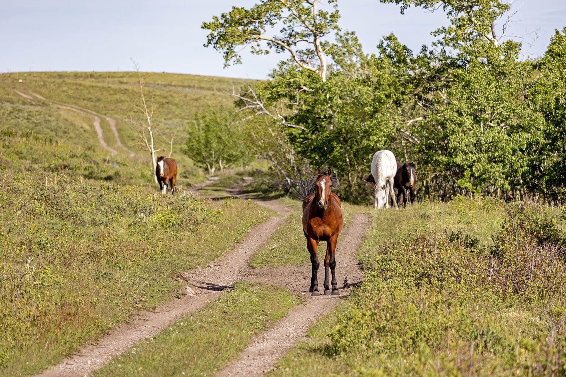 horse property with trails for sale montana two medicine legacy ranch